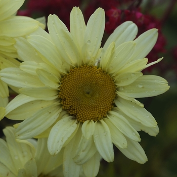 Leucanthemum x superbum 'Sonnenschein' 