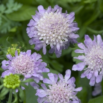 Scabiosa japonica 'Blue Diamonds'