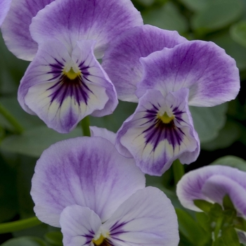 Viola 'Painted Porcelain' 