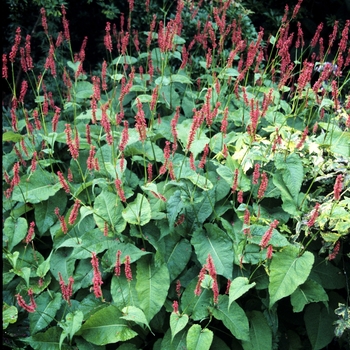 Persicaria amplexicaulis 'Fire Tail' 
