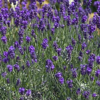 Lavandula 'Dwarf Blue'