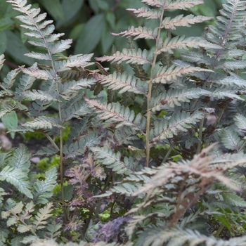 Athyrium niponicum 'Red Beauty' 