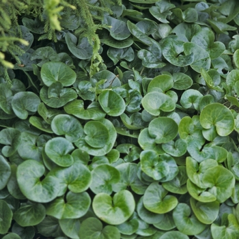 Asarum european 