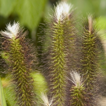 Pennisetum alopecuroides 'Foxtrot'