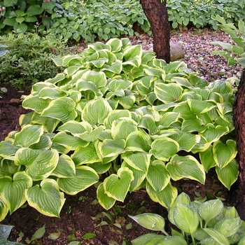 Hosta 'Shade Fanfare' 