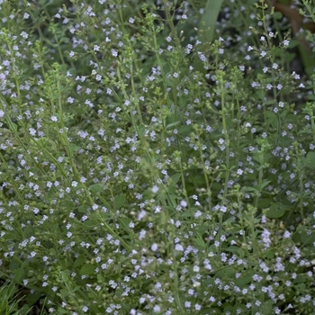 Calamintha nepeta 'Blue Cloud'