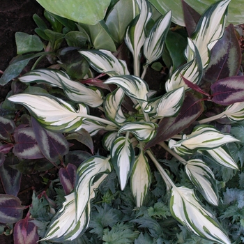 Hosta 'Fireworks' PPAF