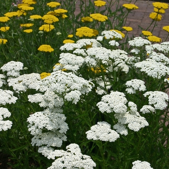 Achillea millefolium 'Snow Sport'