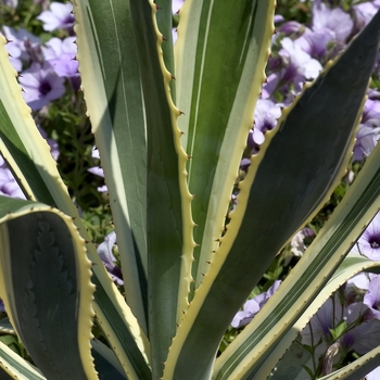 Agave americana 'Marginata' 