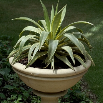 Agave desmettiana 'Joe Hoak' 