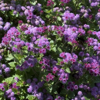 Ageratum houstonianum 'Royal Purple' 