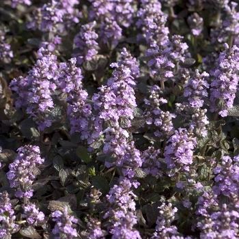 Ajuga reptans 'Pink Surprise' 