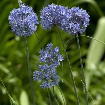 Allium caeruleum