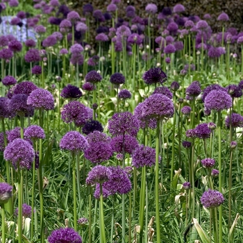 Allium giganteum