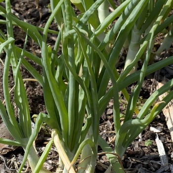 Allium cepa 'Walla Walla' 