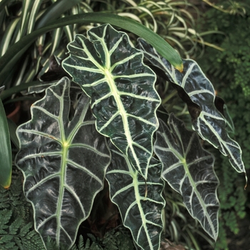 Alocasia amazonica 'Polly' 