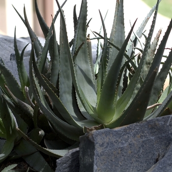 Aloe striata 'Maculata' 