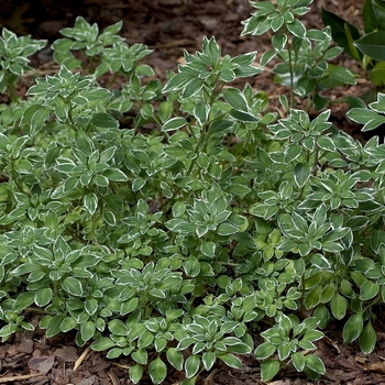 Alstroemeria psittacina 'Variegata' (000493)