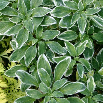 Alstroemeria psittacina 'Variegata' 