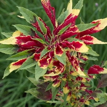 Amaranthus tricolor