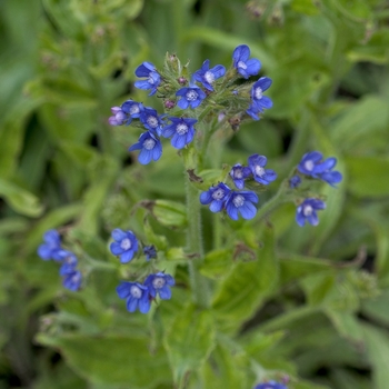 Anchusa azurea 'Feltham Pride'