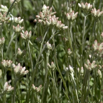 Antennaria plantaginifolia 'Ambigens'