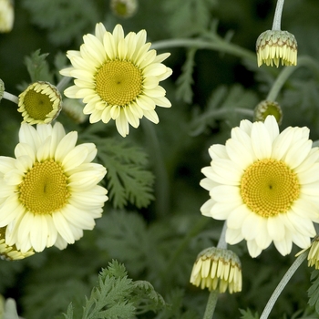 Anthemis 'Susanna Mitchell' 