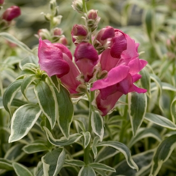 Antirrhinum 'Candy Stripe' 