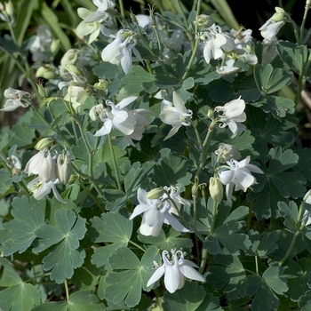 Aquilegia flabulata 'Alba'