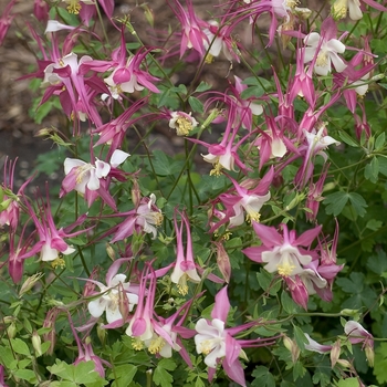 Aquilegia 'Rose Queen' 