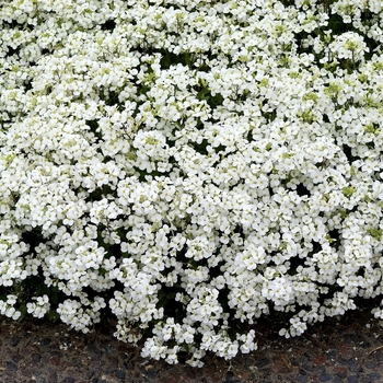 Arabis caucasica 'Snowball' 