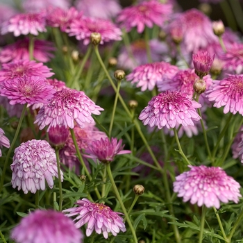 Argyranthemum frutescens 'Machio Double Pink' 