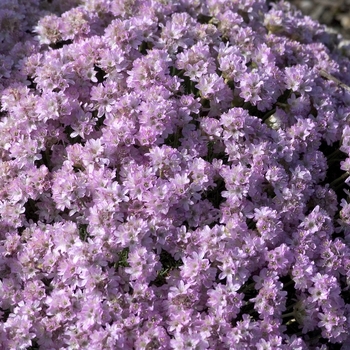 Armeria juncea 