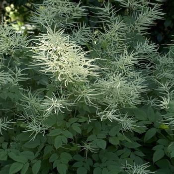 Aruncus dioicus 'Sylvan' 