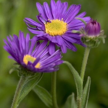 Aster alpinus 'Dunkel Schone'