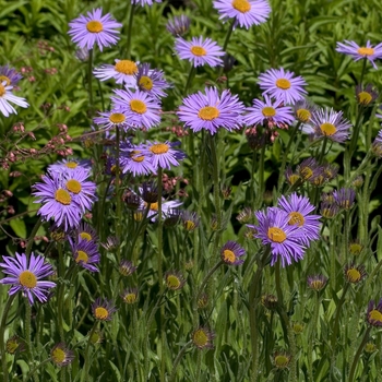 Aster tongolensis 'Wartberg Star' 