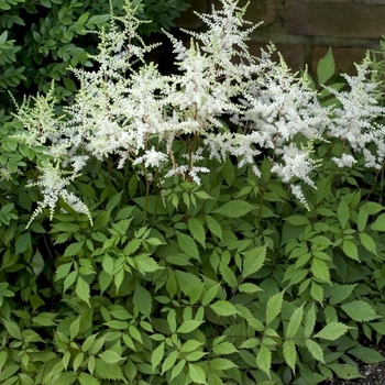 Astilbe x arendsii 'Sarma' 