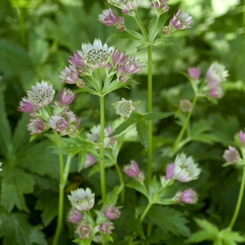 Astrantia 'Rainbow' 