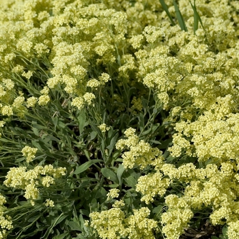 Aurinia saxatilis 'Sulphureum'