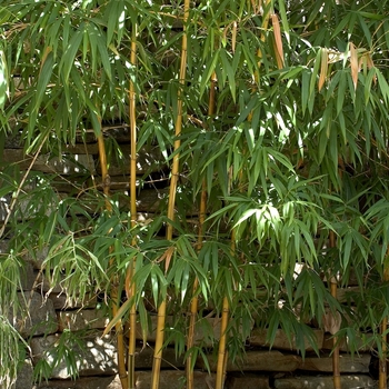 Bambusa vulgaris 'Vitatta' 
