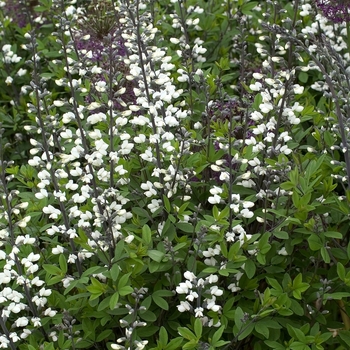 Baptisia alba