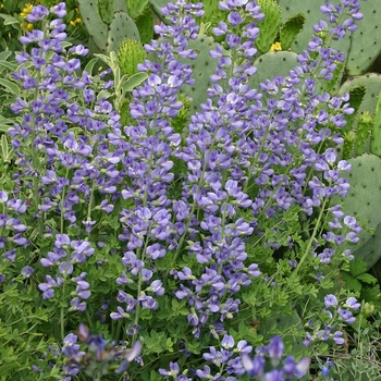 Baptisia cinerea 