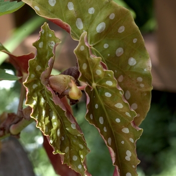 Begonia maculata 'Wightii' 