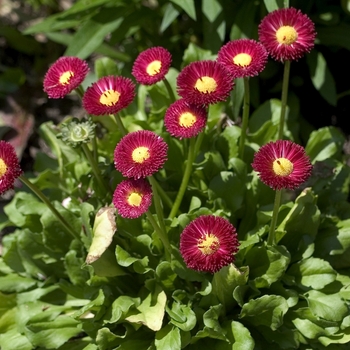 Bellis perennis 'Goliath Mixed'