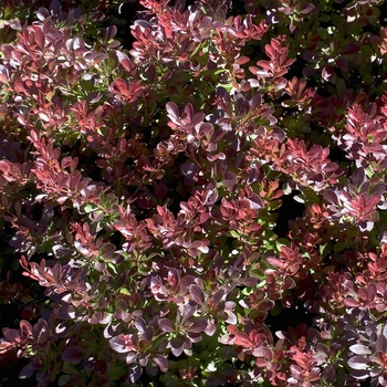 Berberis thunbergii 'Atropurpurea Nana' 