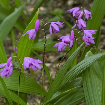 Bletilla striata