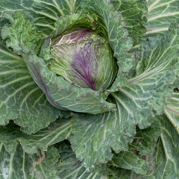 Brassica oleracea 'January King' 