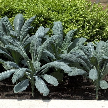 Brassica oleracea 'Lacinato' 