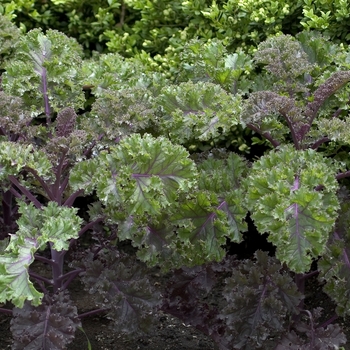 Brassica oleracea var. acephala 'Redbor' 