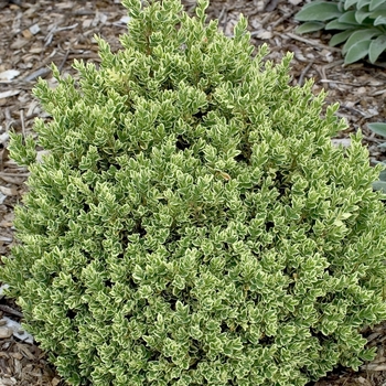 Buxus sempervirens 'Variegata' 